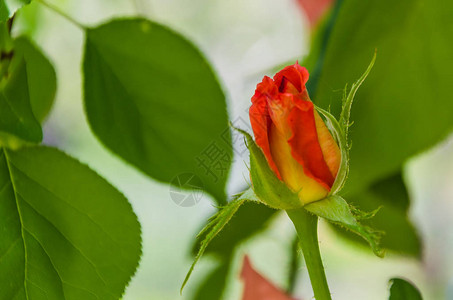 花园里的各种玫瑰特写图片