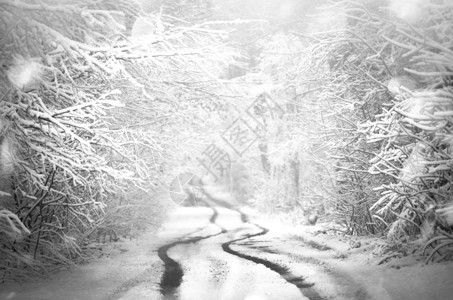 圣诞冬夜白雪覆盖的童话森林图片