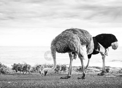 好开森OstrichStruthioCamelus家庭沿着南非卡梅卢斯角的好希望角C背景