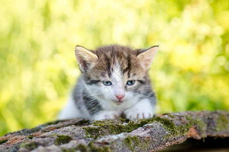 可爱的条纹小猫走在绿色的草地上小猫坐在花丛中毛茸的小猫在图片