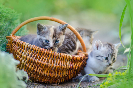 三只五颜六色的可爱小猫在户外被鲜花包围着合影三只毛茸的小猫一起图片