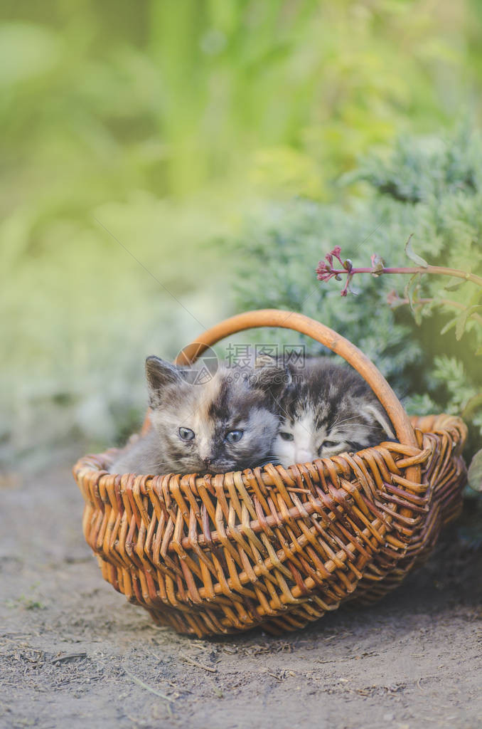 三只五颜六色的可爱小猫在户外被鲜花包围着合影花园里绿草上的三只毛茸的小猫图片
