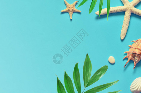 热带背景棕榈树枝与黄色和蓝色背景上的海星和贝壳旅图片