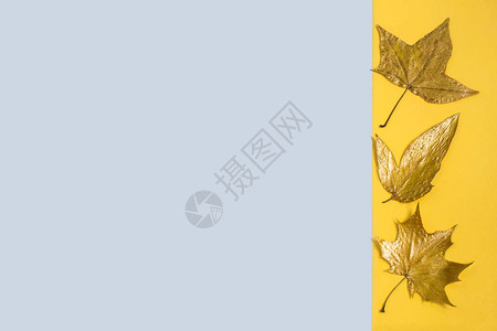 金枫叶在两种颜色的背景上秋天的临近极简风格秋天背景的五背景图片