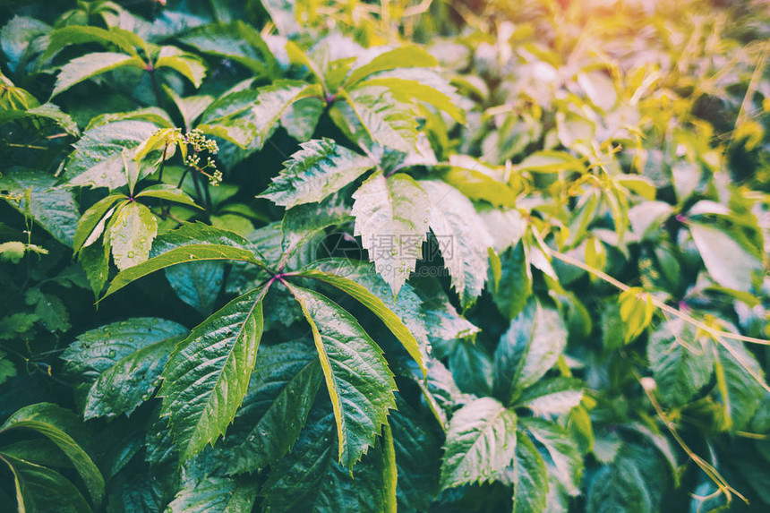 野生植物的绿叶雨后丛林森林图片