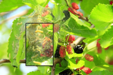 毛虫吃木莓大叶树枝上有成熟的莫贝利和孟买薄膜昆虫食用草莓树的绿图片