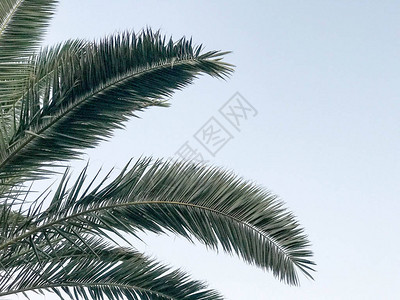 热带南方大片绿叶的纹理废弃棕榈树枝对蓝天和复图片