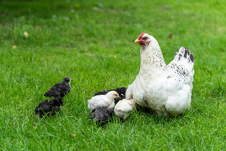 在家养鸡和小鸡在院子里生图片