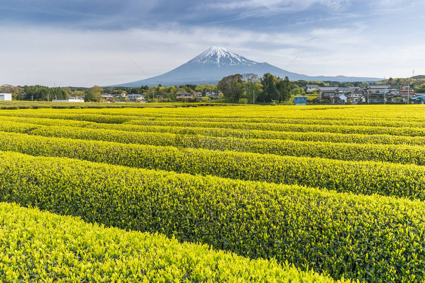 静冈县春天的茶园和富士山图片