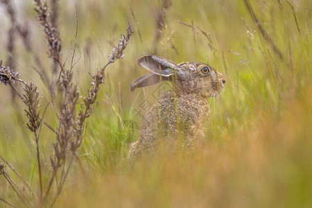 欧洲兔子LepusEuropeaus躲藏在草原植被图片