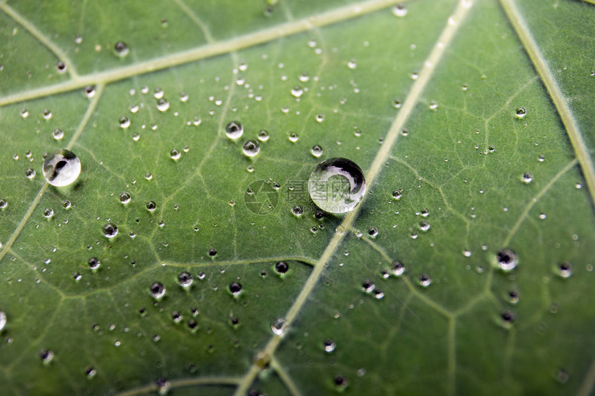 绿叶与水滴为背景雨滴宏图片