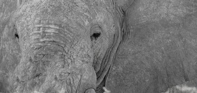 大象头部眼睛耳朵和树干上粗图片