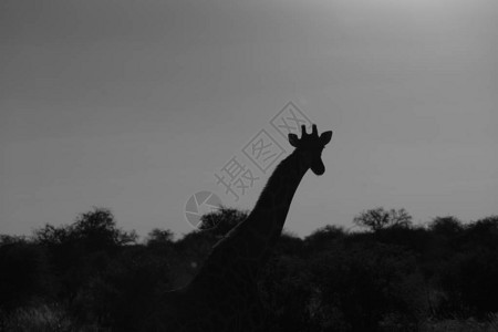 日落时的Giraffe环影头抬高在单色图片