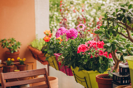 在阳台上的锅里种植花背景图片