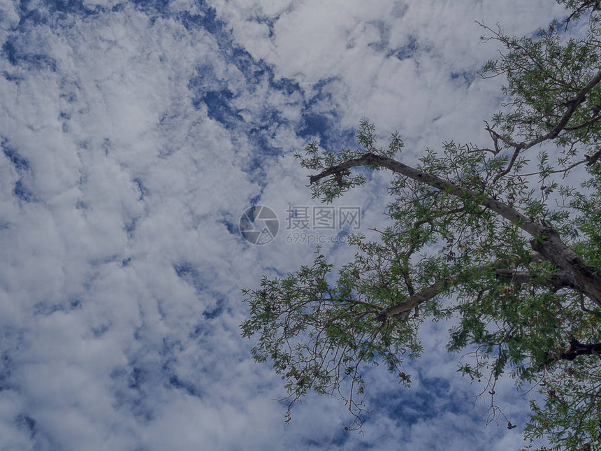 蓝天空背景的美丽树用于背景图像图片