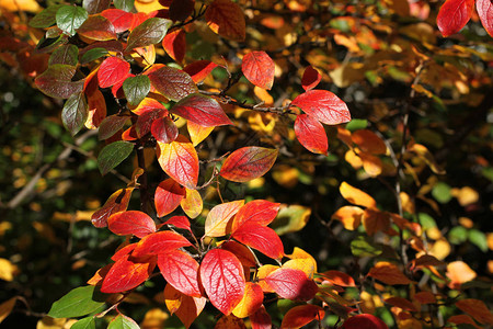 秋天红黄和绿叶图片