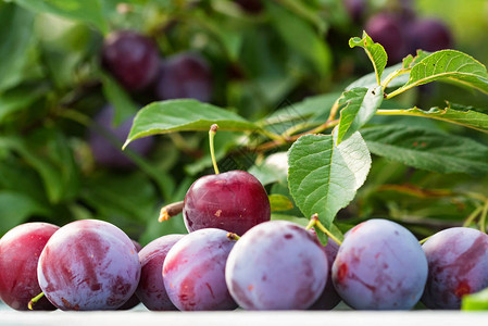 关闭樱桃李成熟果实在桌子上和花园里的树枝素食健康图片