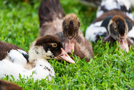 几只家养小鸭在草地上休息农场动物概念图片