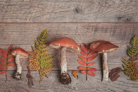 野生新鲜蘑菇和秋叶图片
