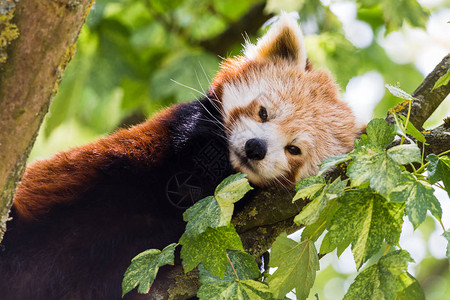 红熊猫在2018年夏天在格洛斯特郡图片