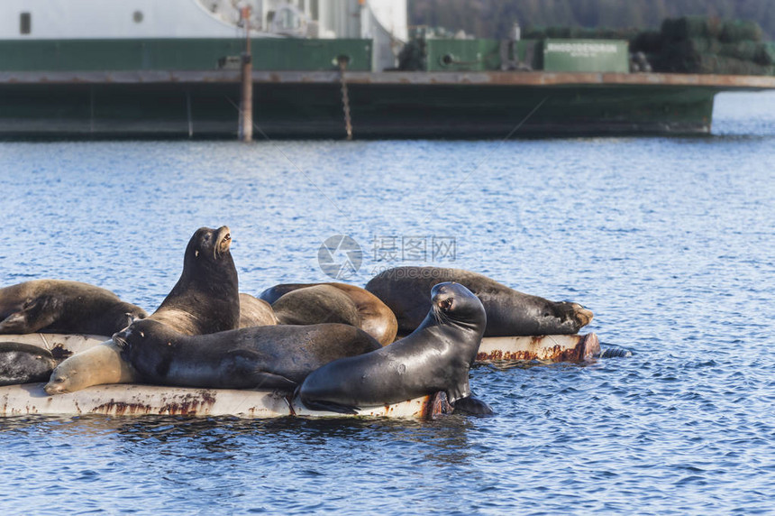 加利福尼亚海狮在加拿大不列颠哥伦比亚省温哥华岛的范妮湾用原木吊杆拖出图片