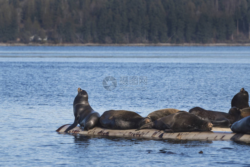 加利福尼亚海狮在加拿大不列颠哥伦比亚省温哥华岛的范妮湾用原木吊杆拖出图片