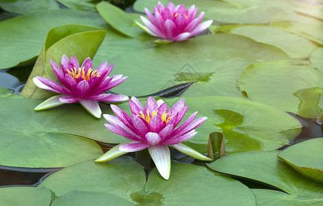 美丽的莲花是泰国佛像的象图片