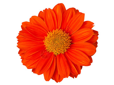 Calendulaofficinalis普通的橙色高清图片