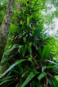 雨林树上的蕨类植物图片