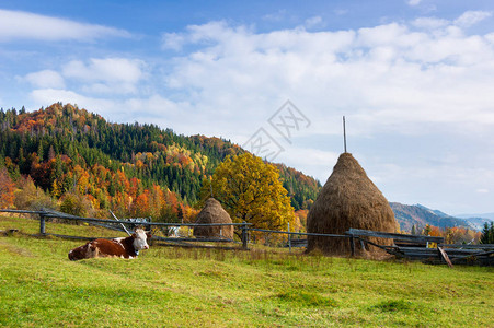 山村的秋景牧场里的牛图片