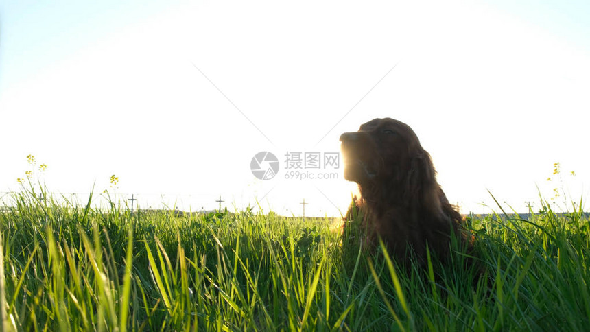 夏季日落时躺在草地上的活跃的狗图片