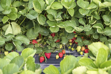 草莓田温室农业图片