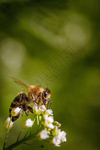 白花蜜蜂收集花粉和花蜜在蜂巢中生产蜂蜜图片