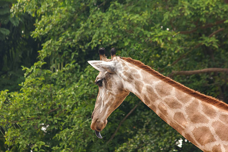 长颈鹿头在动物园里散步图片