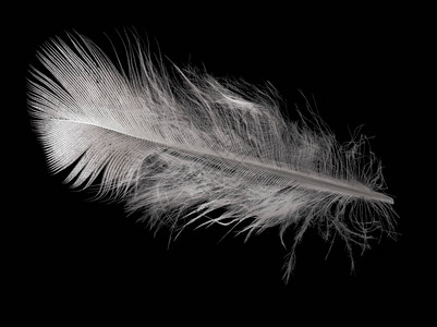 黑色背景上孤立的单根羽毛图片