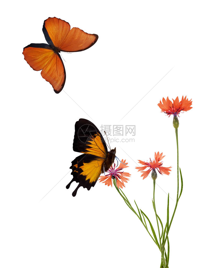 在白色背景上分离的花朵和蝴图片