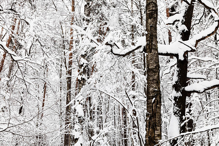莫斯科市Timiryazevskiy公园冬季森林图片