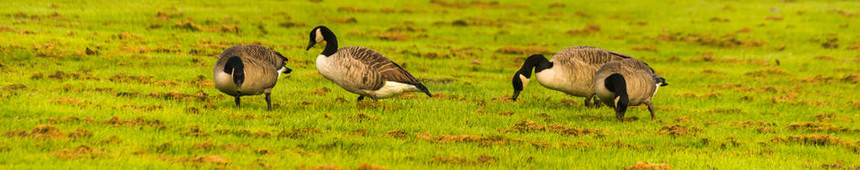 草地上的野鹅啃着草绿油的草野鸟图片