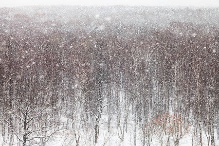冬天在莫斯科Timiryazevskiy公园图片