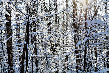 莫斯科市Timiryazevskiy公园林中白雪覆盖的树木之间的阳光图片