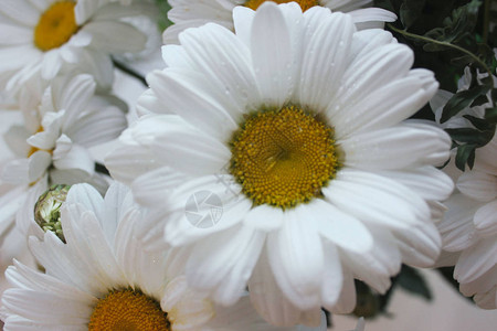 白甘菊花背景图片