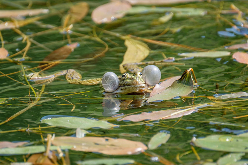 一只雄青蛙的喉咙在瑞士美丽的清净淡水图片