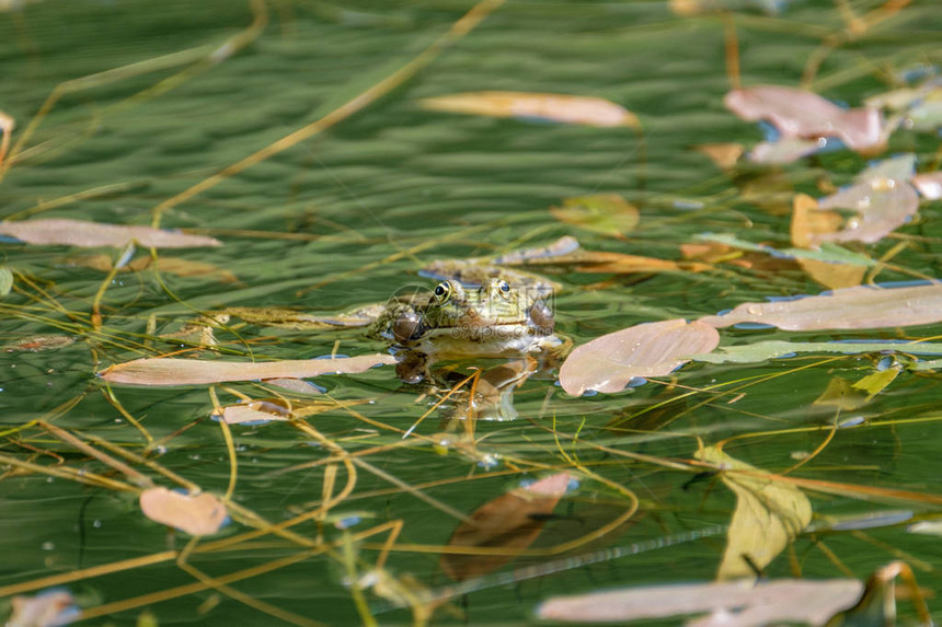池塘里的快乐青蛙瑞士美丽清澈淡水图片