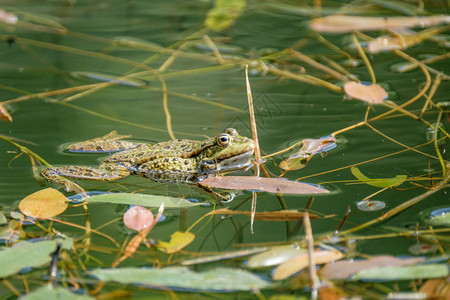 在淡水池塘里游泳的青蛙瑞士美丽清澈淡水图片