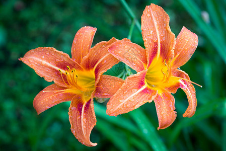 花园里的两朵萱草花橙色黄花菜图片