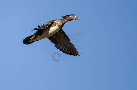 蓝天中飞翔的雌木鸭图片