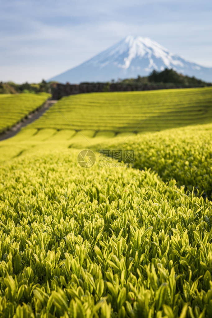 静冈县春季茶园和富士山图片