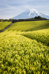 静冈县春季茶园和富士山图片