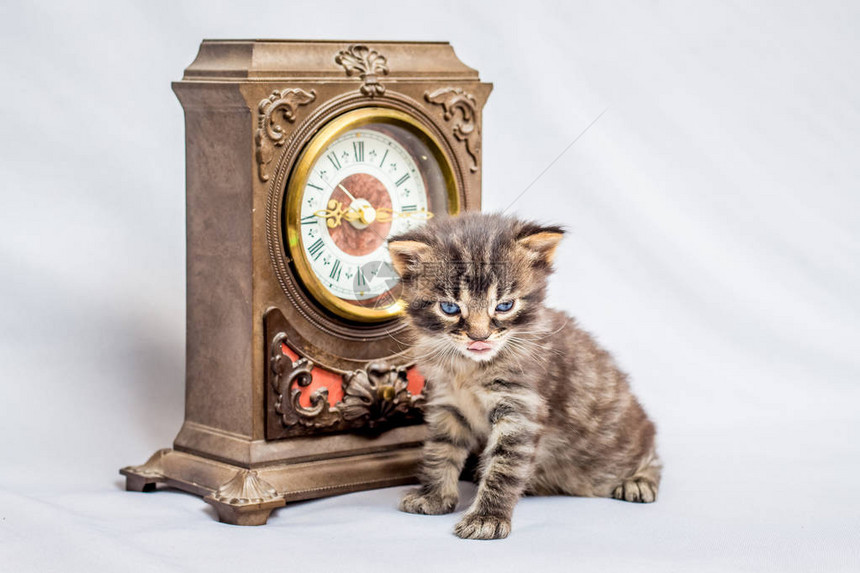 一只小猫在老手表附近图片