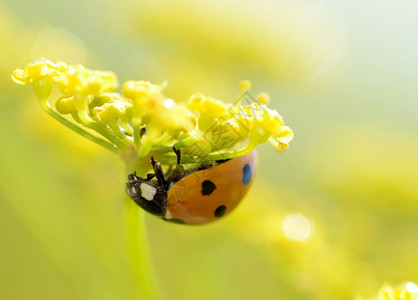 花朵上有Ladybug她有图片